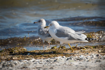 Ring Billed Gull - (Larus delawarensis)