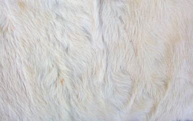 Close up white calf textured background