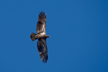 Juvenile bald eagle flying