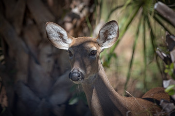 Whitetail doe deer portrait