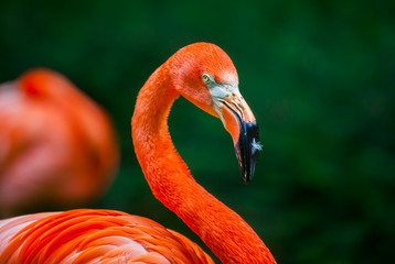 flamingo with a feather on his beak / Flamingo mit Feder auf dem Schnabel