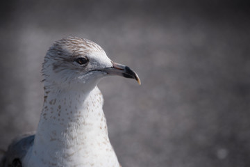 Close up of young herring gull