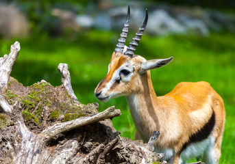 young lechwe waterbuck looks to the left / Litschi Moorantilope 