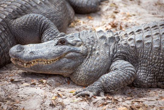 Alligator up close