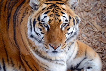 The Tiger, once common in many areas of Asia, Russia and the middle east, has become an endangered species, threatened in all of its native range with only a small fraction of its original population