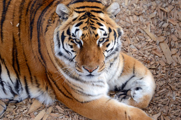The Tiger, once common in many areas of Asia, Russia and the middle east, has become an endangered species, threatened in all of its native range with only a small fraction of its original population