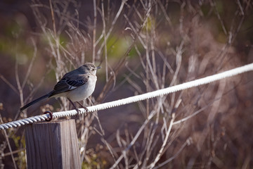 Mockingbird sitting on a rope