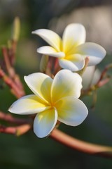 plumeria flower in nature garden