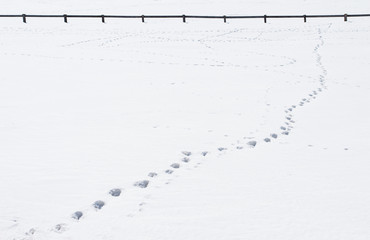 Footsteps in the snow leading to fence.