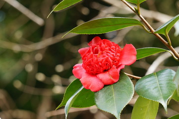 椿　