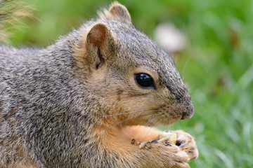 Lunch Time for a Fox Squirrel