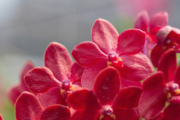 orchids purple Is considered the queen of flowers in Thailand