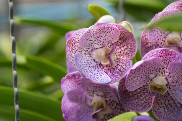 orchids purple Is considered the queen of flowers in Thailand