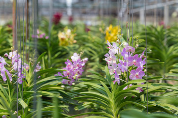 orchids purple Is considered the queen of flowers in Thailand