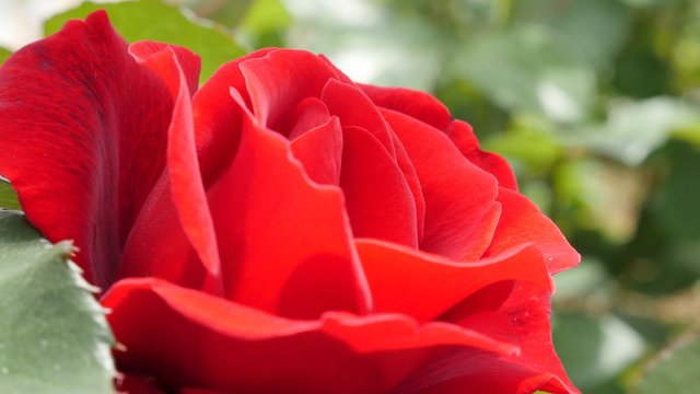 Red rose close-up slow tilting 4K 2160p UltraHD footage - Slow tilt on red rose bud in the garden 4K 3840X2160 UHD video 
