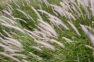 Fototapety  Piękny kwiat trawy