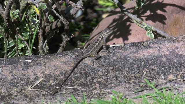 Lizard Blending into the Environment with Mimetism