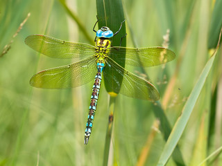 Green Hawker Dragonfly Resting on a Leaf