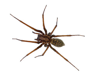 Black hairy House spider isolated on white