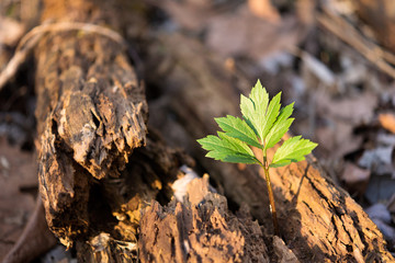New tree growing from an old, dead, rotting tree. Symbolizing rebirth and overcoming obstacles. 