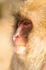 Side profile of snow monkey