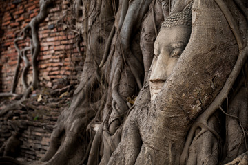 Fototapeta na wymiar Head of Buddha statue in the tree roots, Wat Mahathat temple, Ayutthaya, Thailand
