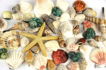 sea shells background