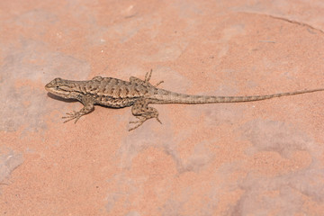 Desert Spiny Lizard in the wilderness