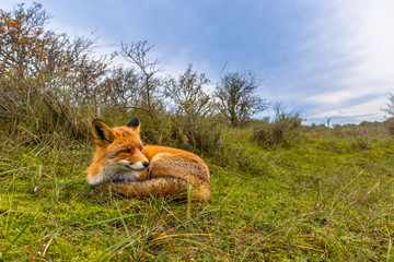 Resting red fox in dunes