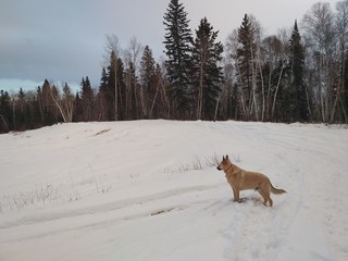 Dog standing in snow