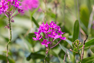 orchids purple Is considered the queen of flowers in Thailand