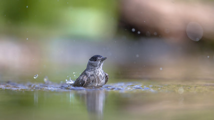 bathing Eurasian blackcap