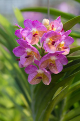 orchids purple Is considered the queen of flowers in Thailand