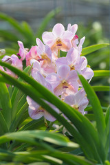 orchids purple Is considered the queen of flowers in Thailand