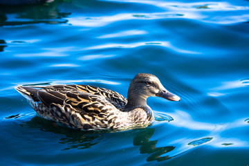 Mallard Duck Swiming