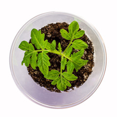 Tomato seedlings in a plastic disposable cup 