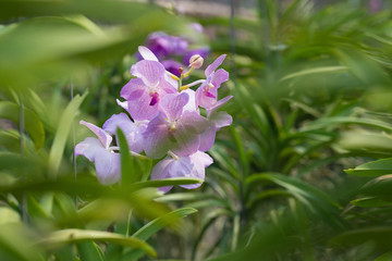 orchids purple Is considered the queen of flowers in Thailand