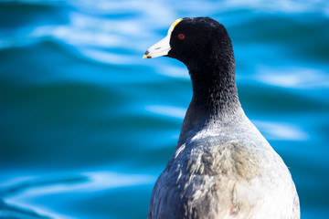 American Coot Background