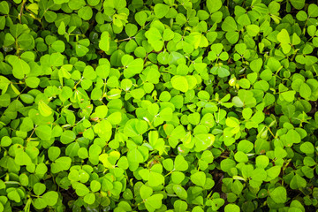 Green leaves texture background.
