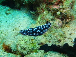 True sea slug, Island Bali