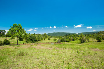  savanna landscape at Khaoyai National Park ,Thailand