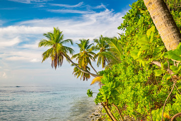 Beautiful palm trees on maldivian beach