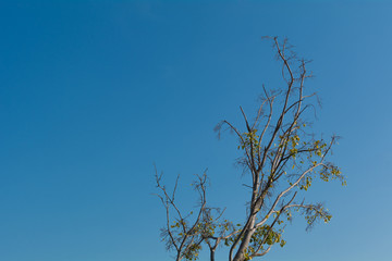 Fototapeta premium Lone bodhi tree with sky as a background.