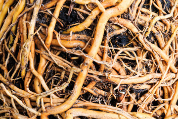 Fototapeta premium Herbage textures