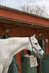 Horse