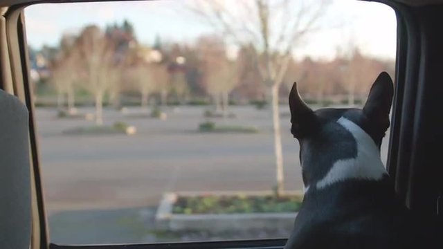 Boston Terrier Dog Sticks Head out Truck Window Rolling Down