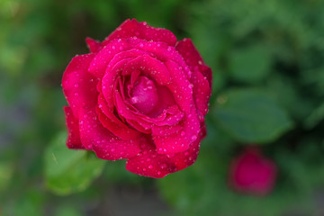 rose
