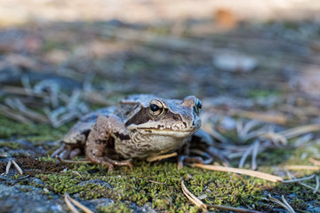 portrait of toad in forest