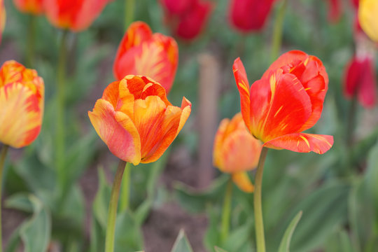 tulips in spring closeup