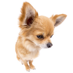Sad looking male long hair Chihuahua isolated on white